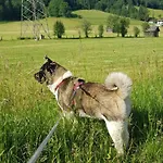 Koenigslehen