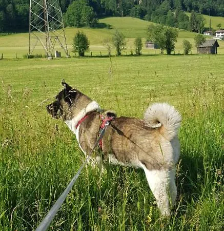 Koenigslehen